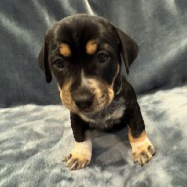 Pippi Pup Elsa