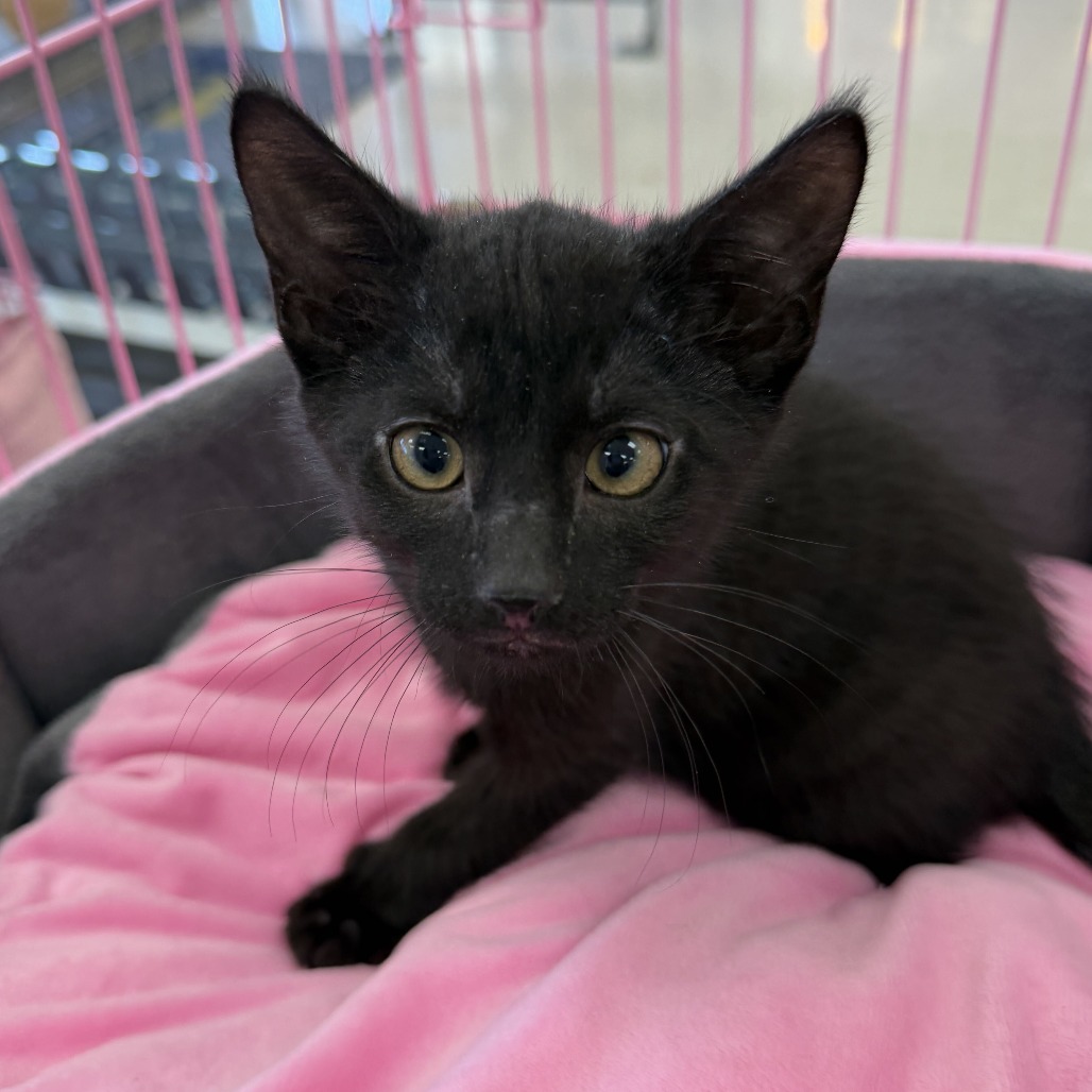ALBIE BACQUE - Domestic Shorthair available for adoption