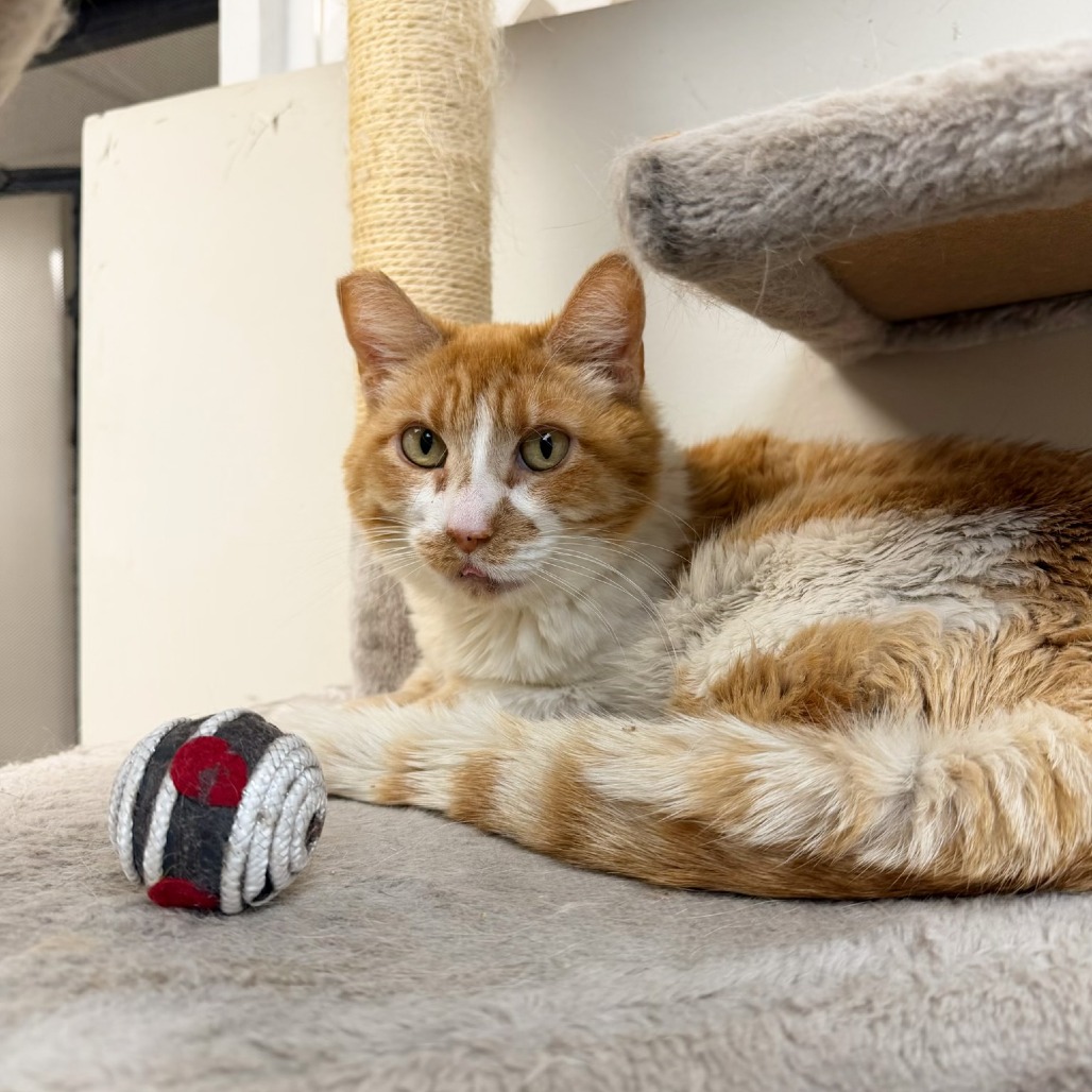CHANCE - Domestic Shorthair available for adoption