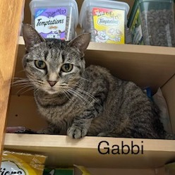 Gabbi--In Foster, photo 14