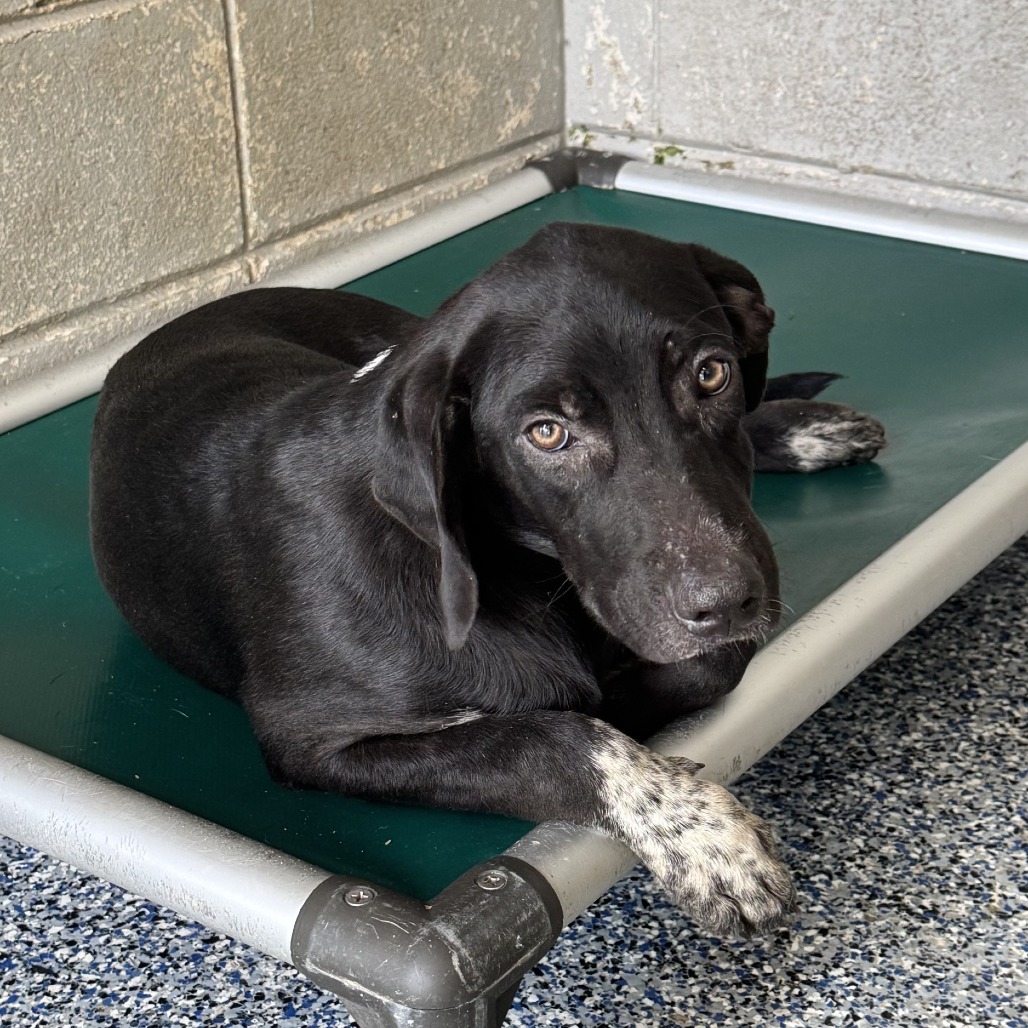 WYLIE - Retriever, Black Labrador / American Blue Heeler available for adoption