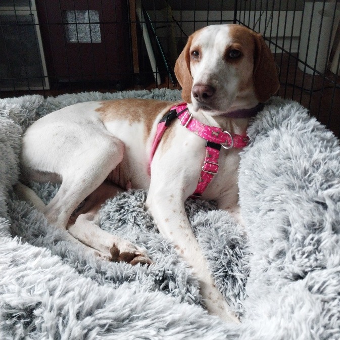 Gidget, photo 13