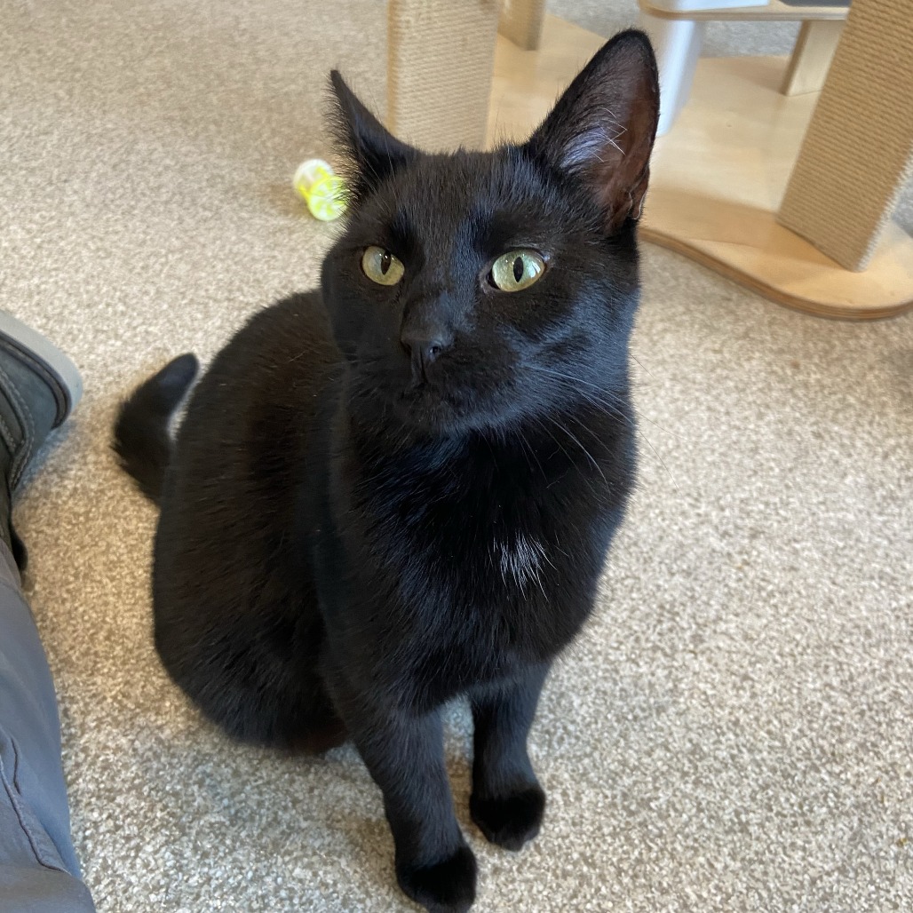 ADELA - Domestic Shorthair available for adoption