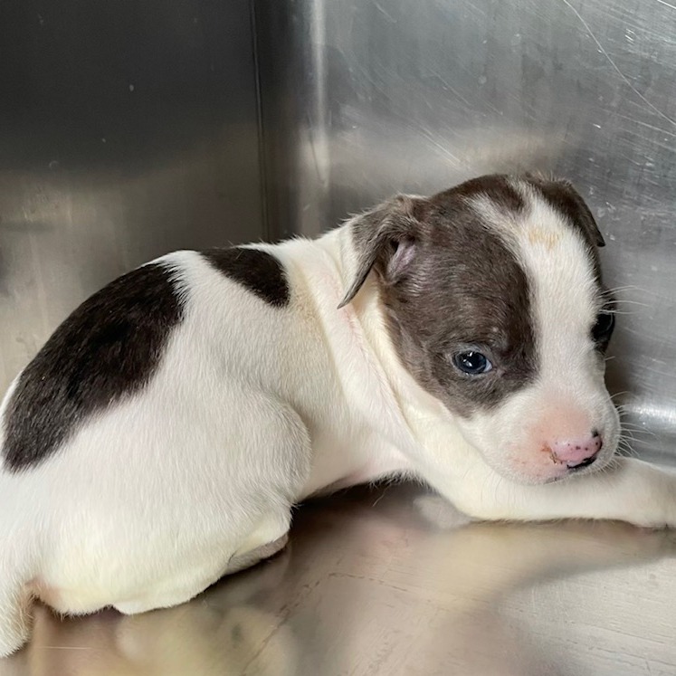 Tusc Stray 84001 2 3 4 5