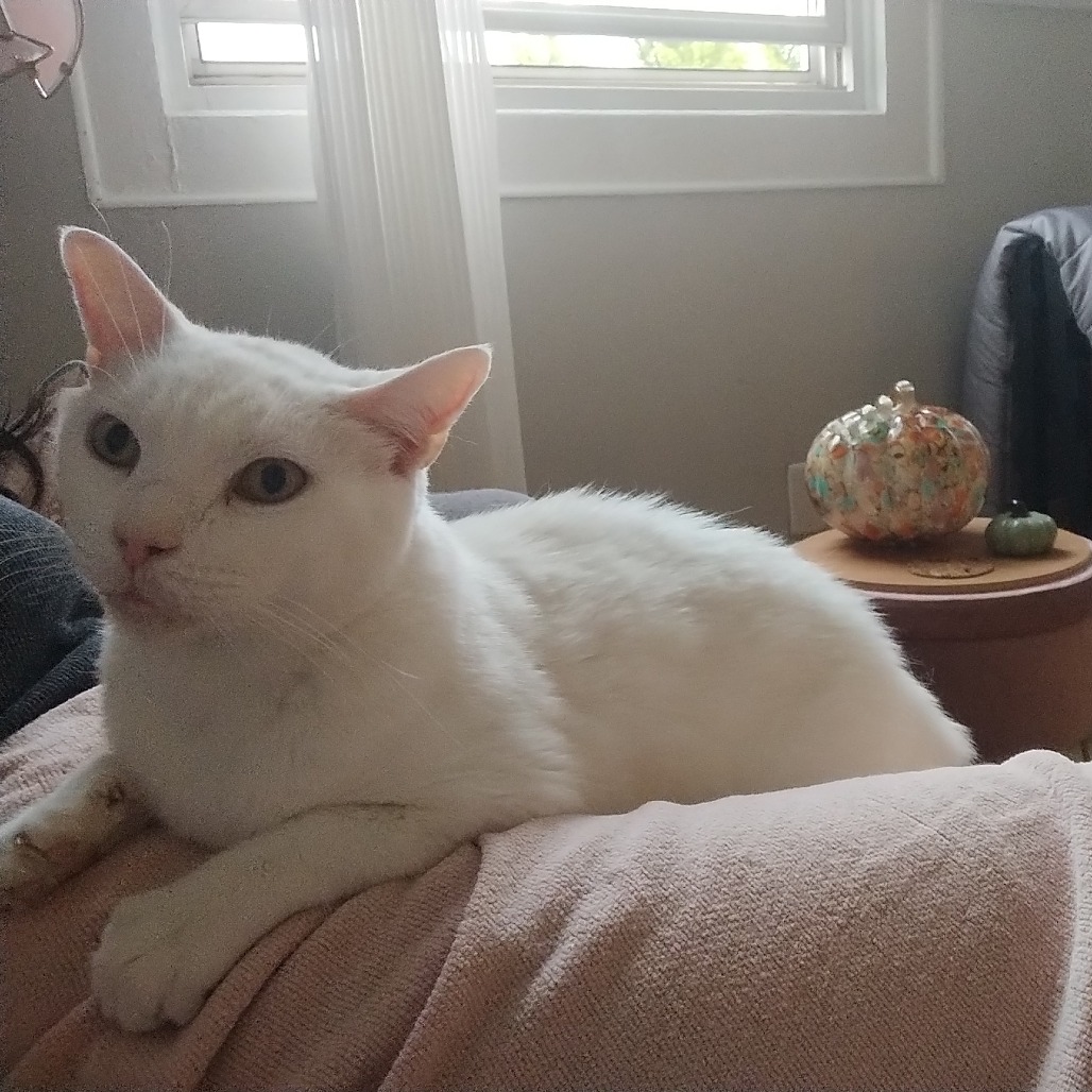 ALPACA - Domestic Shorthair available for adoption