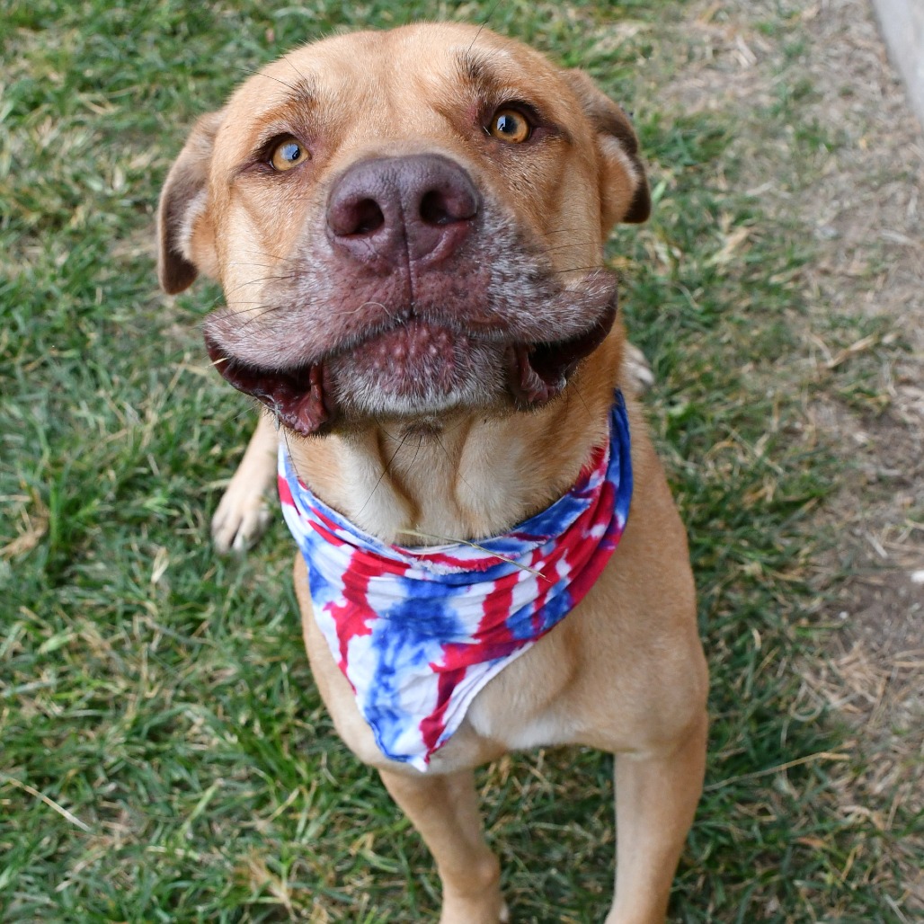 MARCEL - Terrier / Pit Bull available for adoption