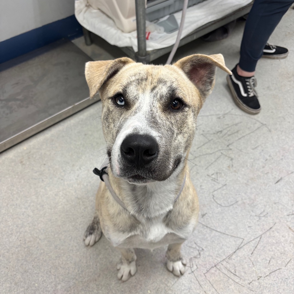 Mixed Breed
