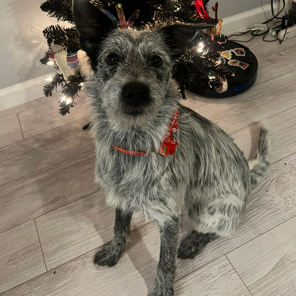 Bluey — thumbnail 4