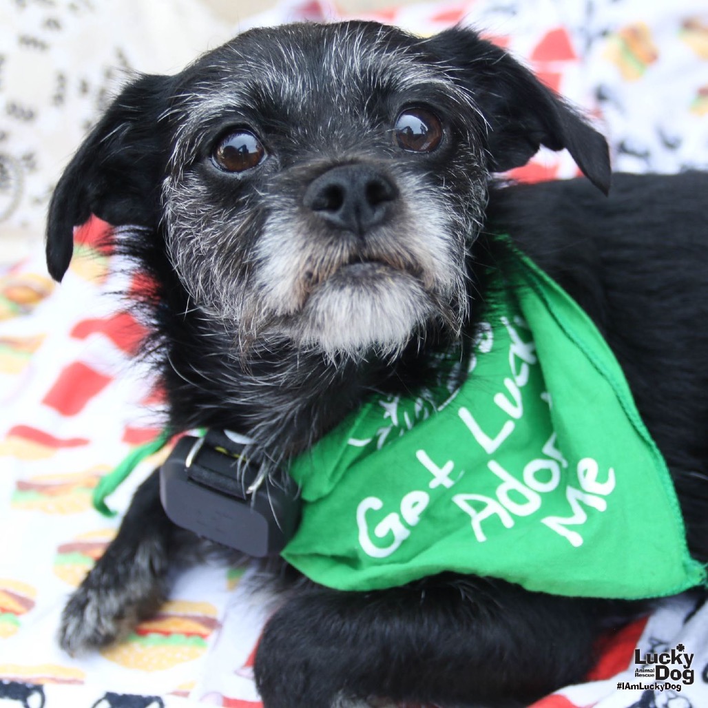 GINGERSNAP - Terrier / Wirehaired available for adoption