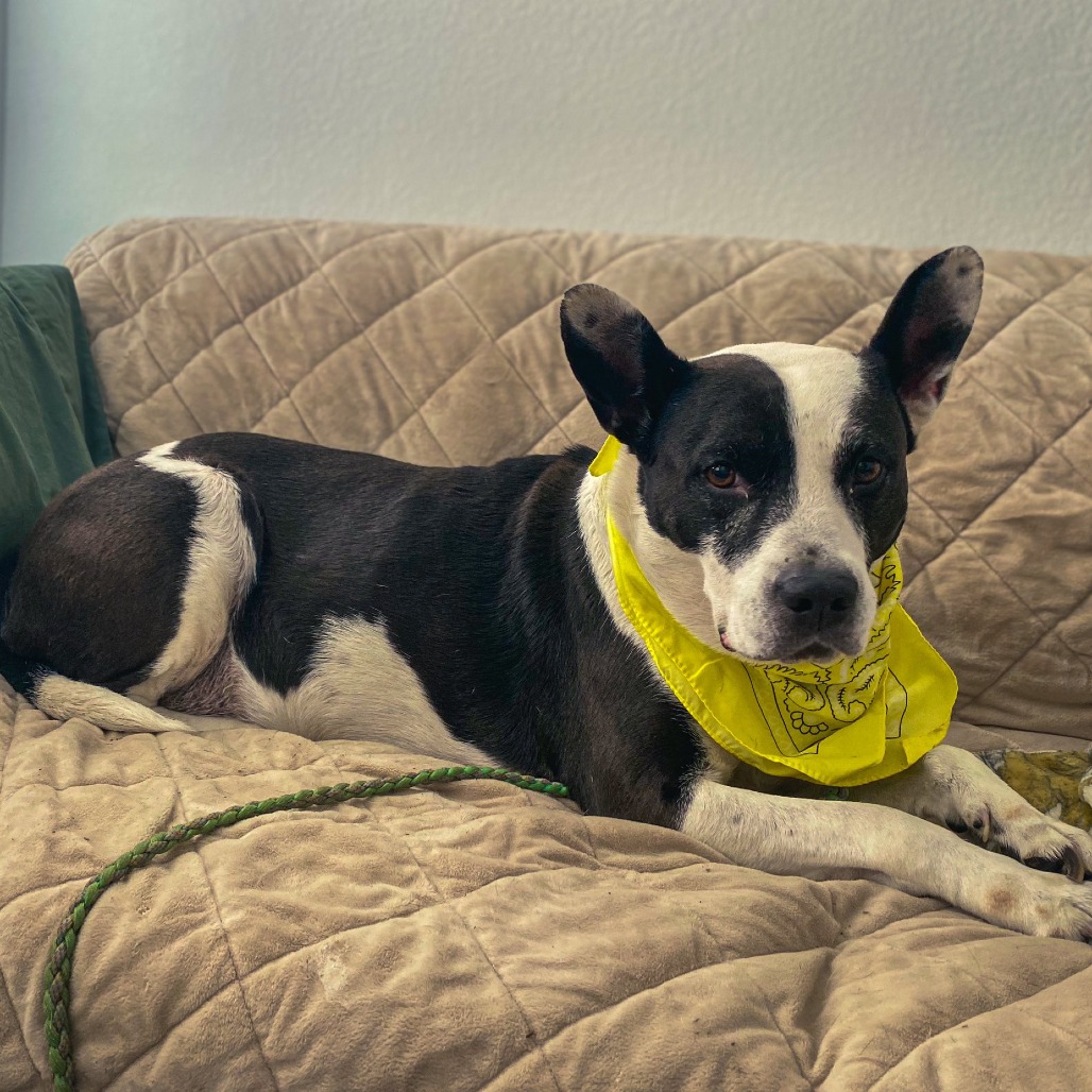 Bluebelle, additional photo