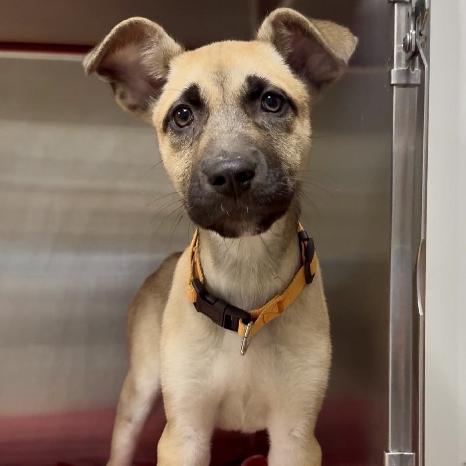 Kerry K 3 is available for adoption at Franklin County Humane Society ...