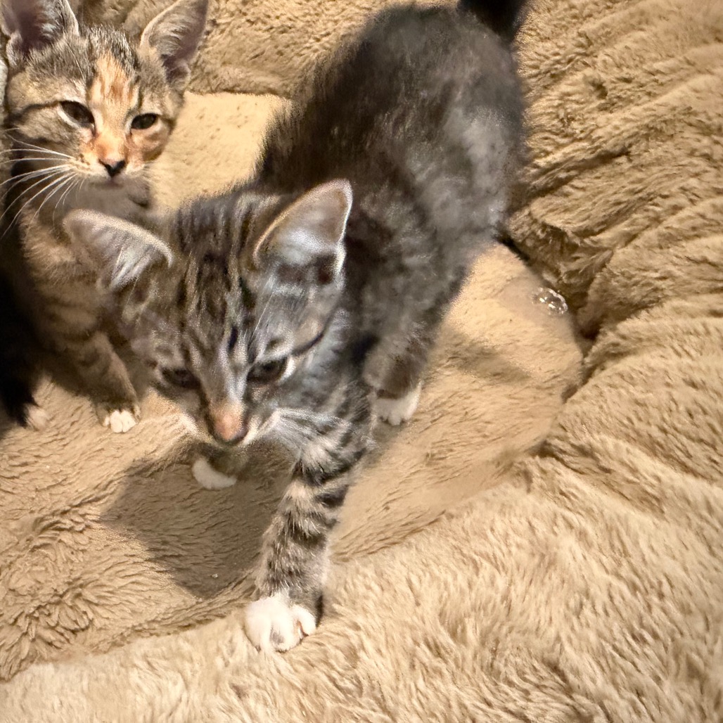 BISCUIT - Domestic Shorthair available for adoption