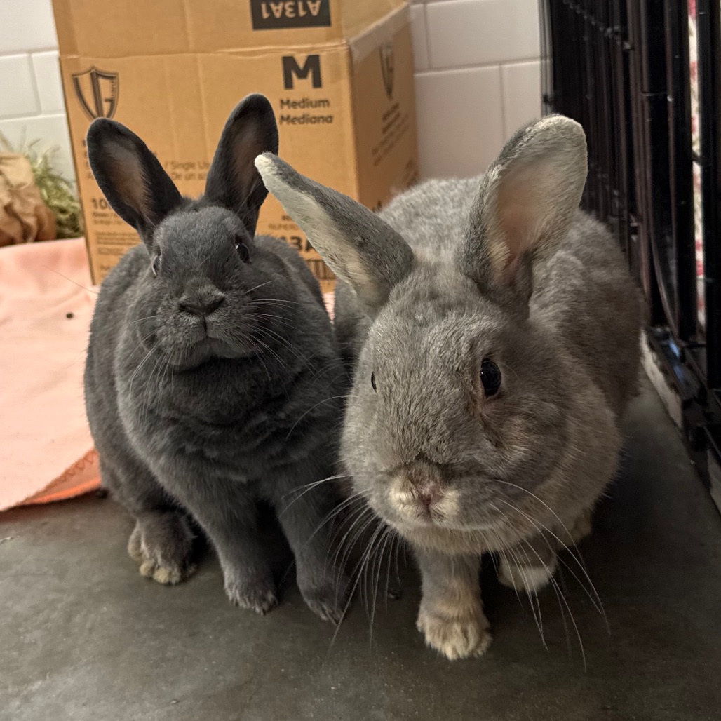 Photo of Clover and Sylvia 3