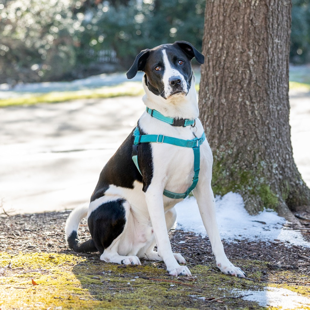 Sgt. Pepper — thumbnail 5