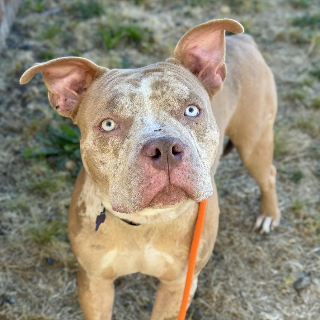 Pit Bull