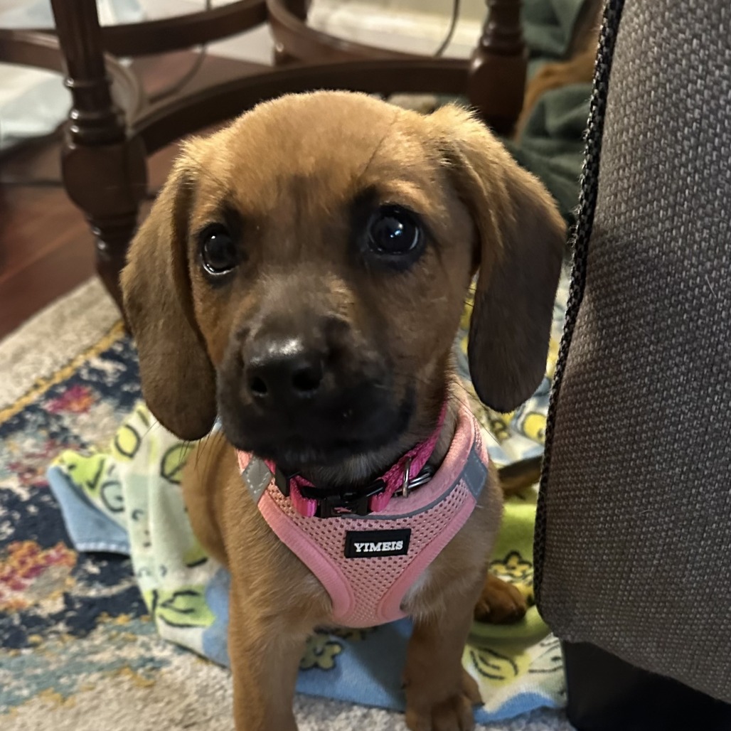 Lola, photo 5