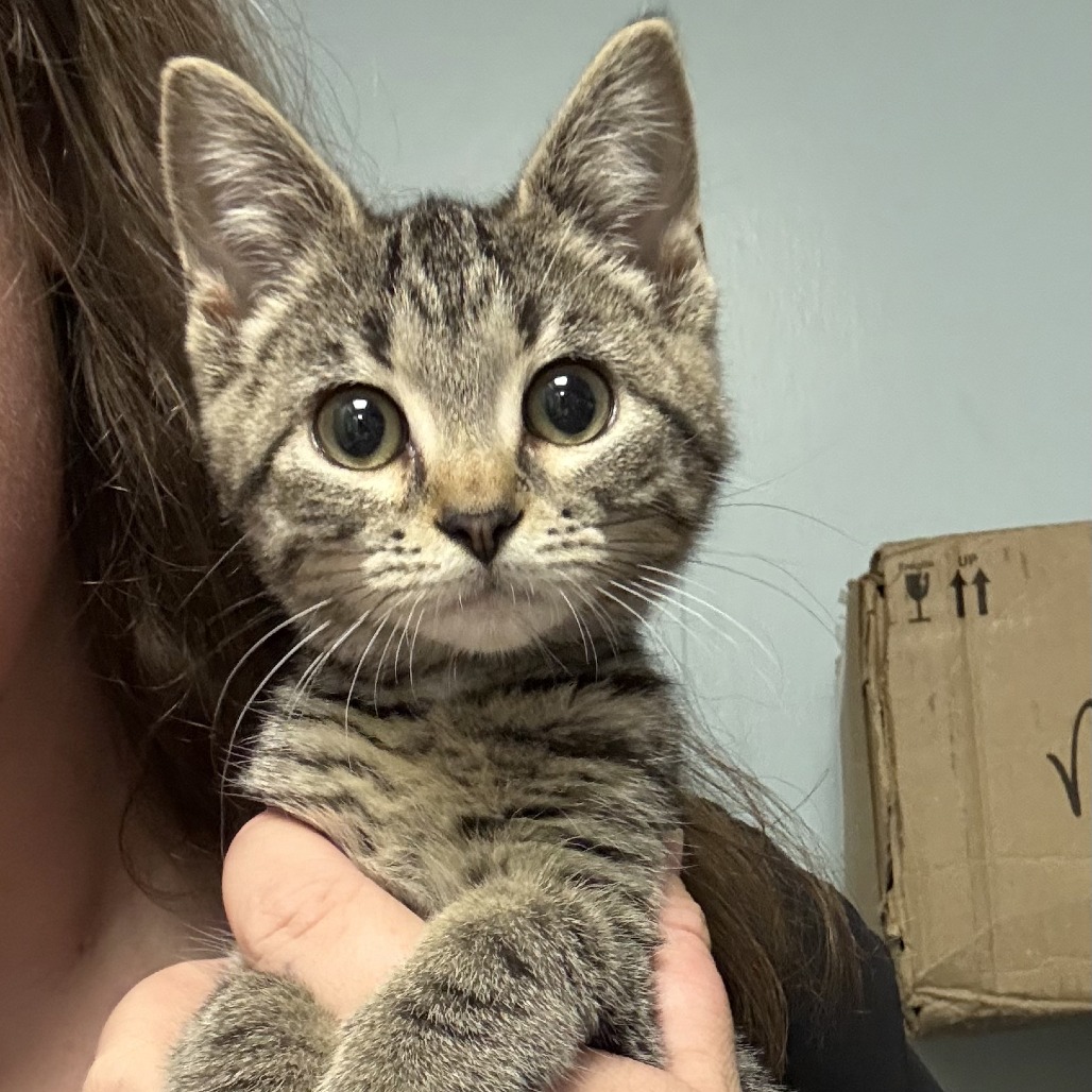 Meerkat, available for adoption