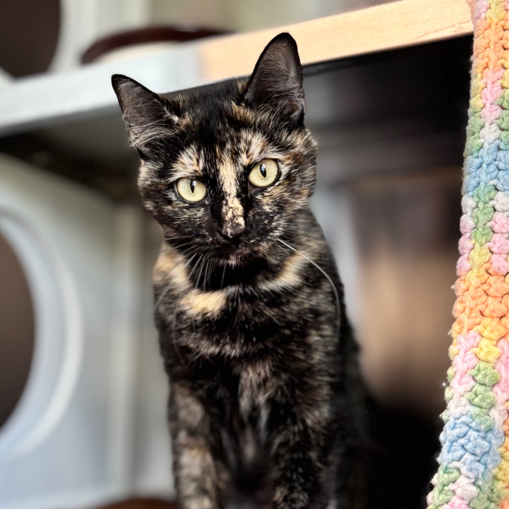 Snickers, photo 9