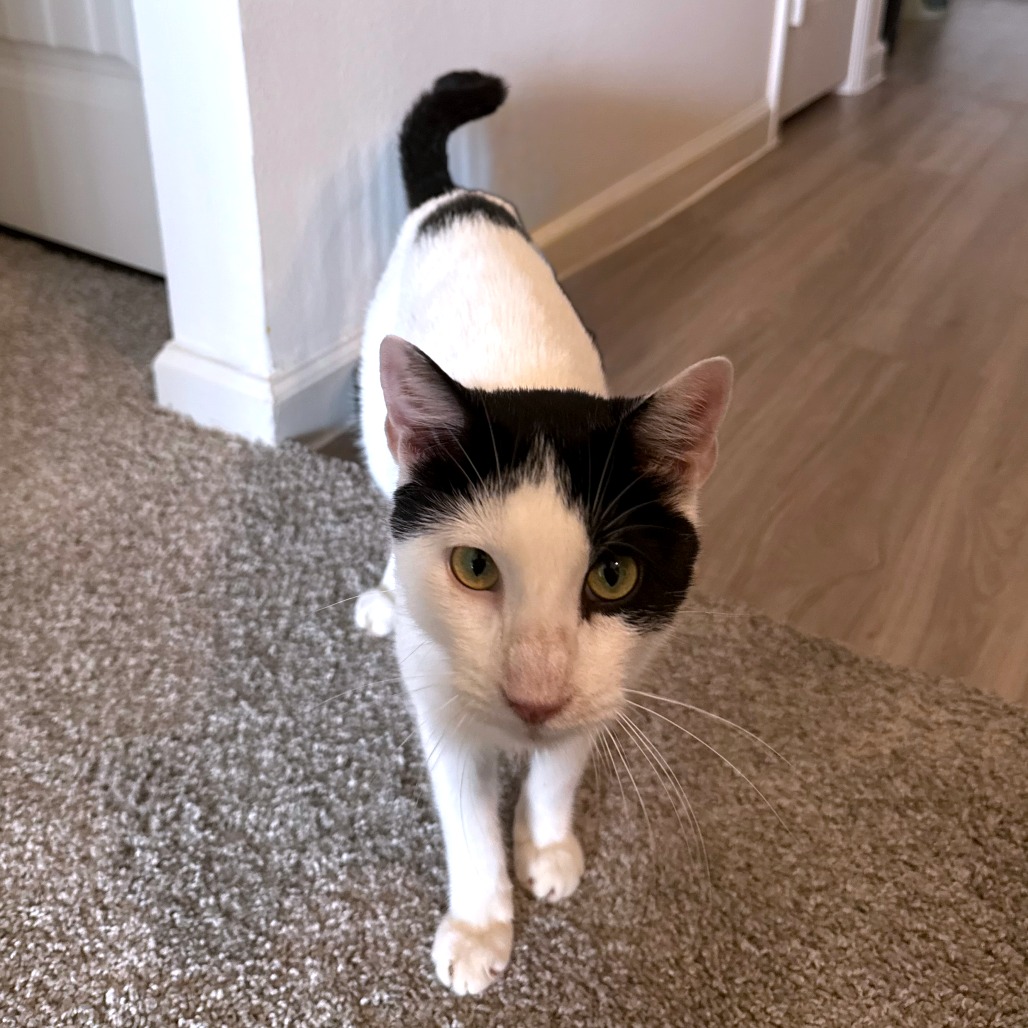 Skronkly — thumbnail 8