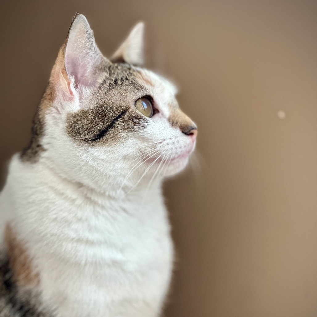 Tabitha Twitchit