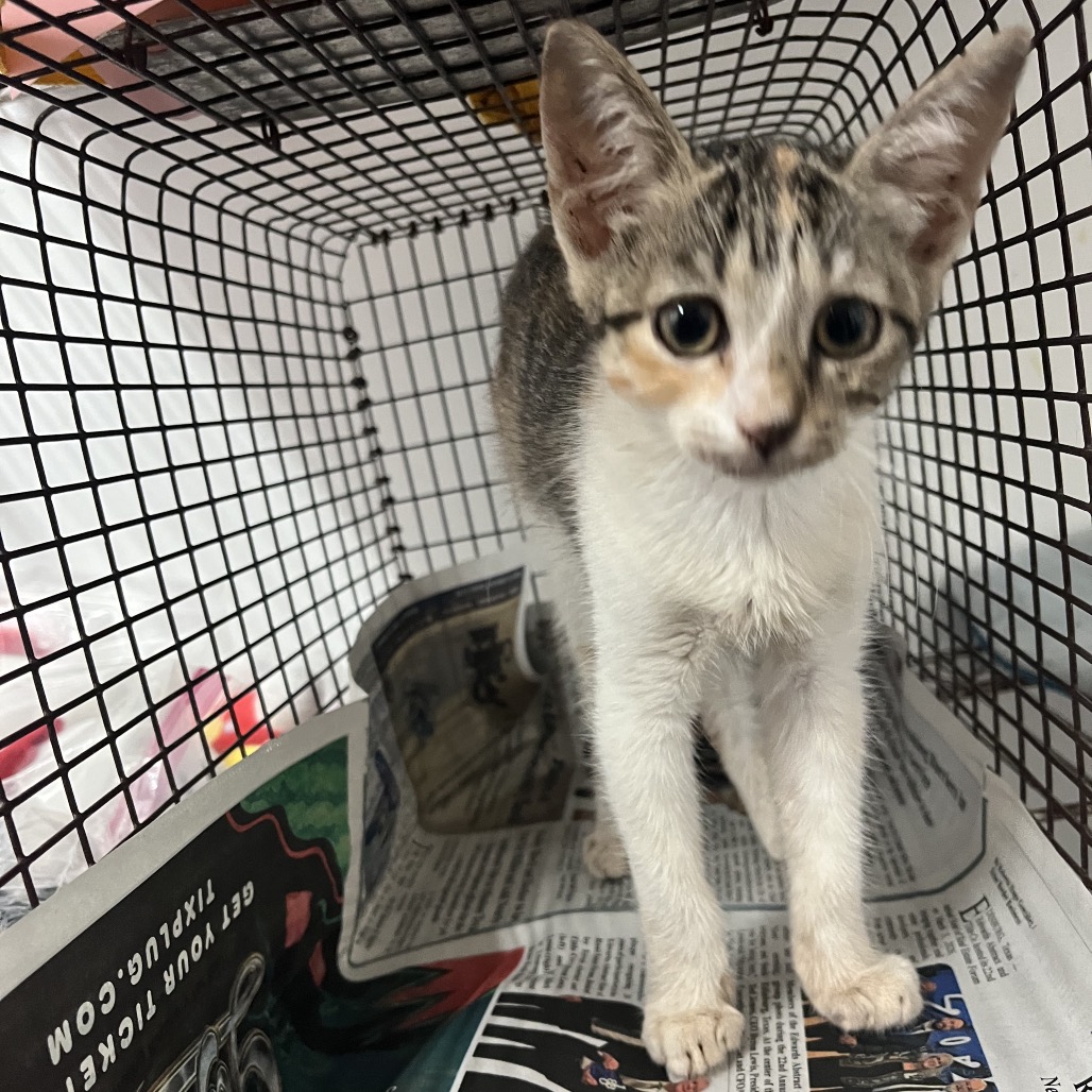 MAISIE - Domestic Shorthair available for adoption