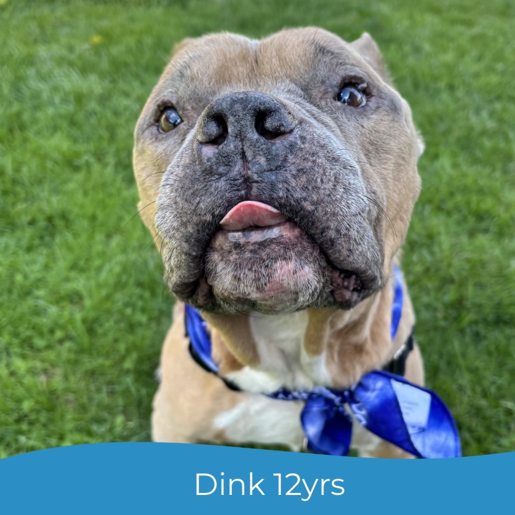 Dink, photo 17