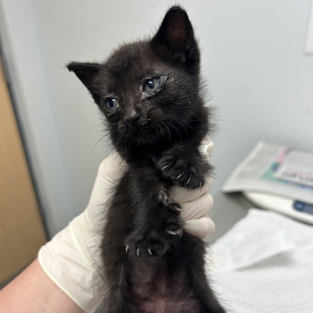 GIOVANNI CHAMBERS - Domestic Medium Hair available for adoption