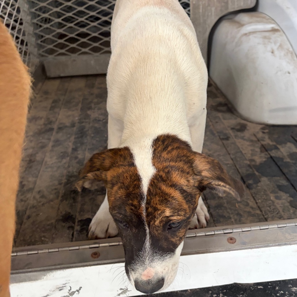 SARGENTO - Boxer / Mixed Breed (Small) available for adoption
