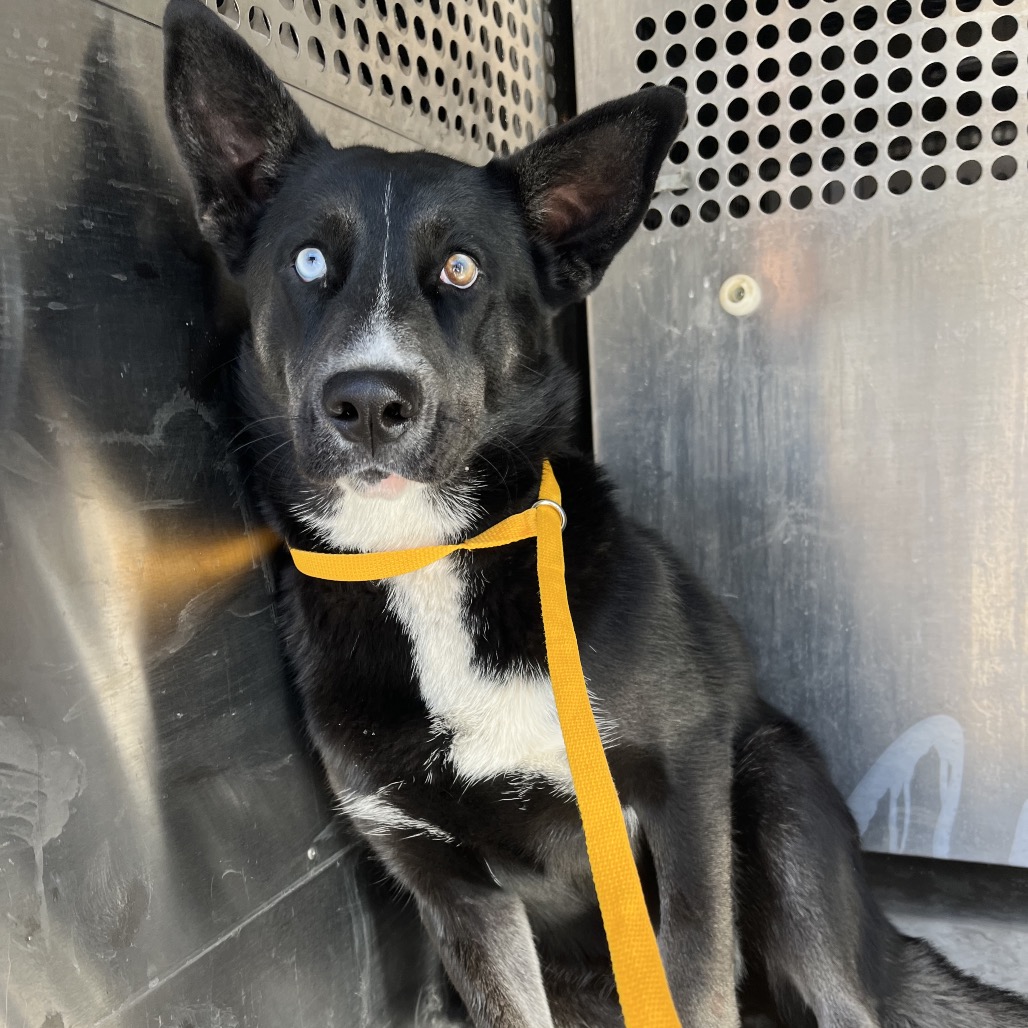 NEBULA - Husky / Mixed Breed (Medium) available for adoption