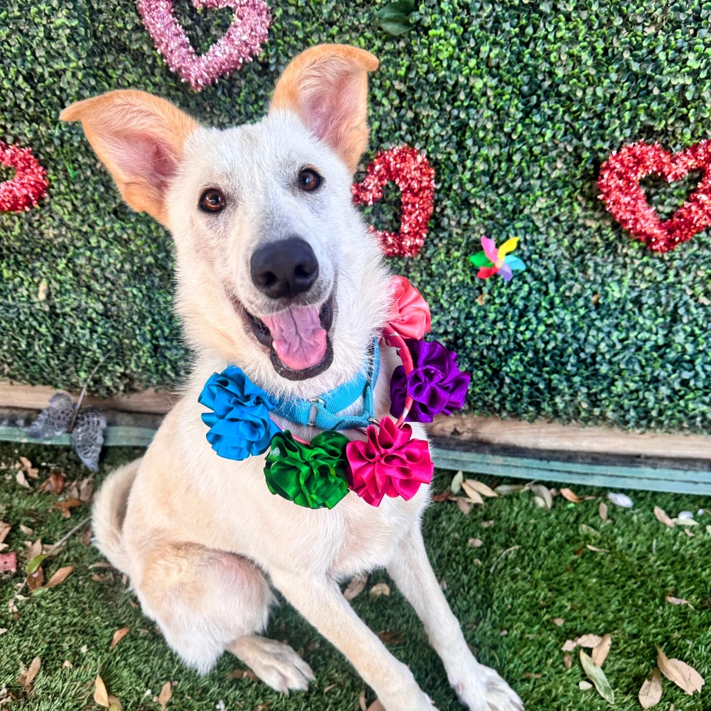 Crinkle Cut — thumbnail 7