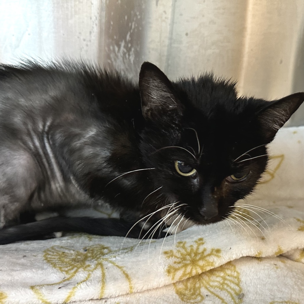 PATEO - Domestic Shorthair available for adoption