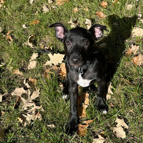 Lake--In Foster***ADOPTION PENDING***, photo 4