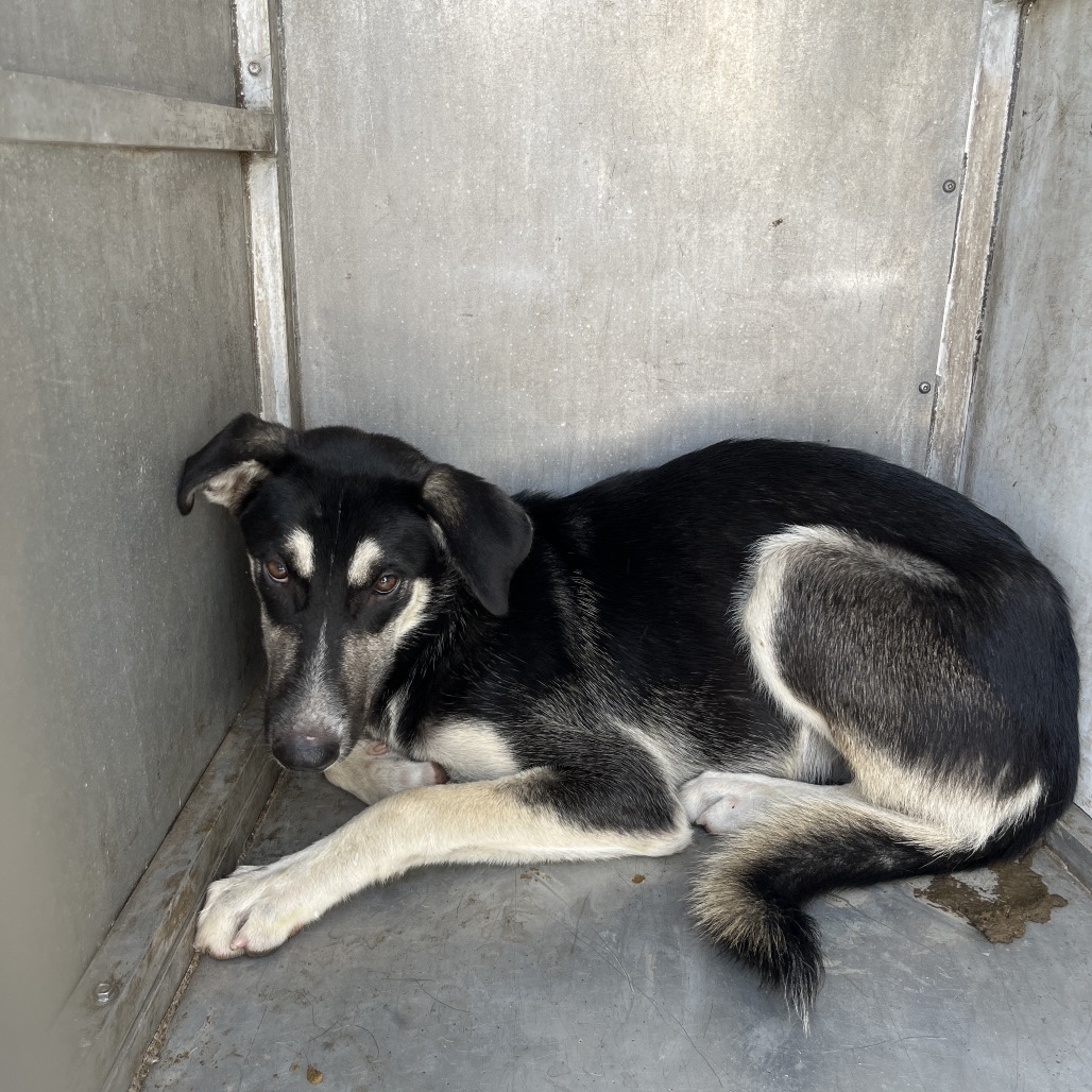 MEADOW - Shepherd / Husky available for adoption