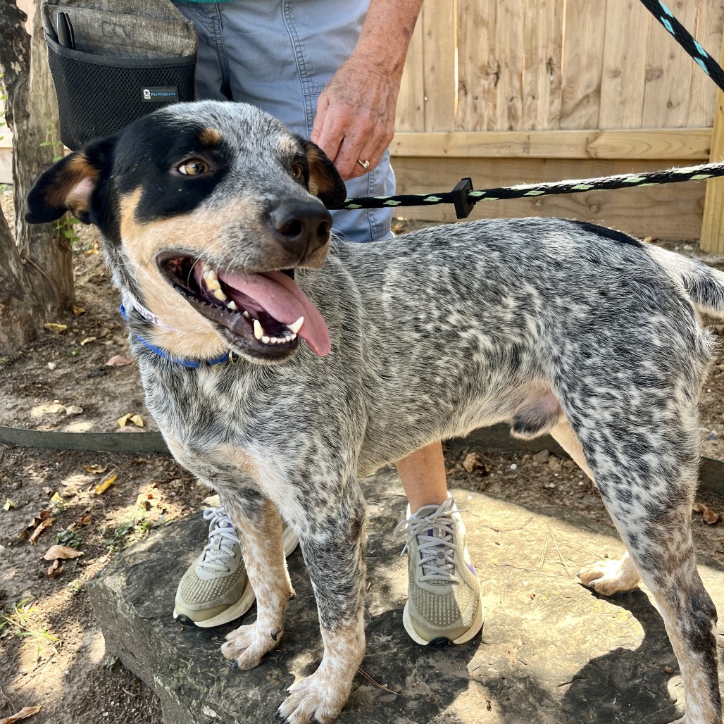 DIOR - Cattle Dog / Australian (Blue Heeler) available for adoption