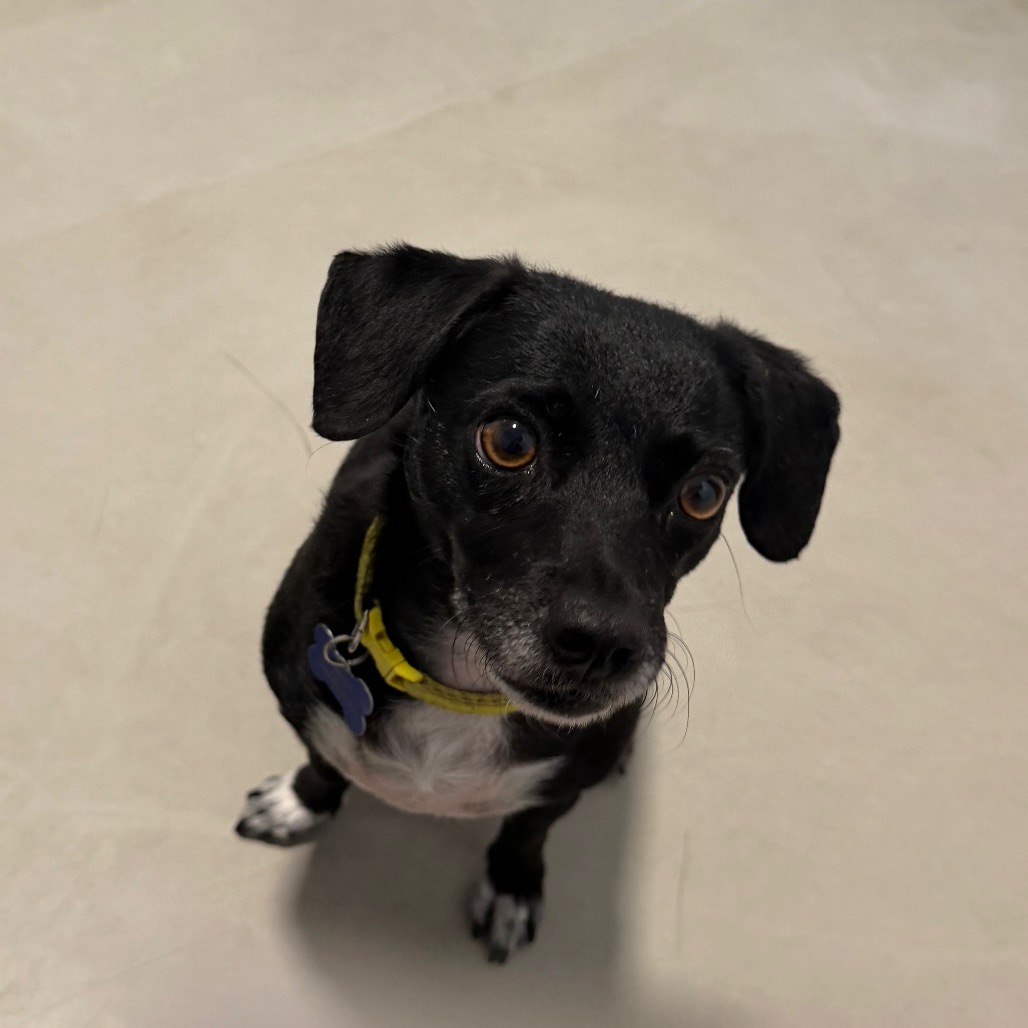 Star (bonded with Twinkle) - Costa Mesa Location, photo 27