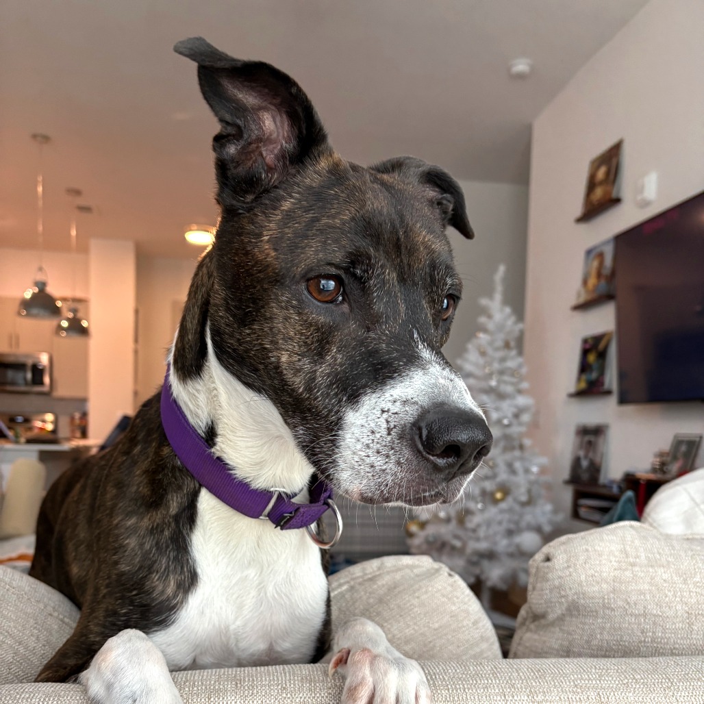 Banana Cream — thumbnail 8