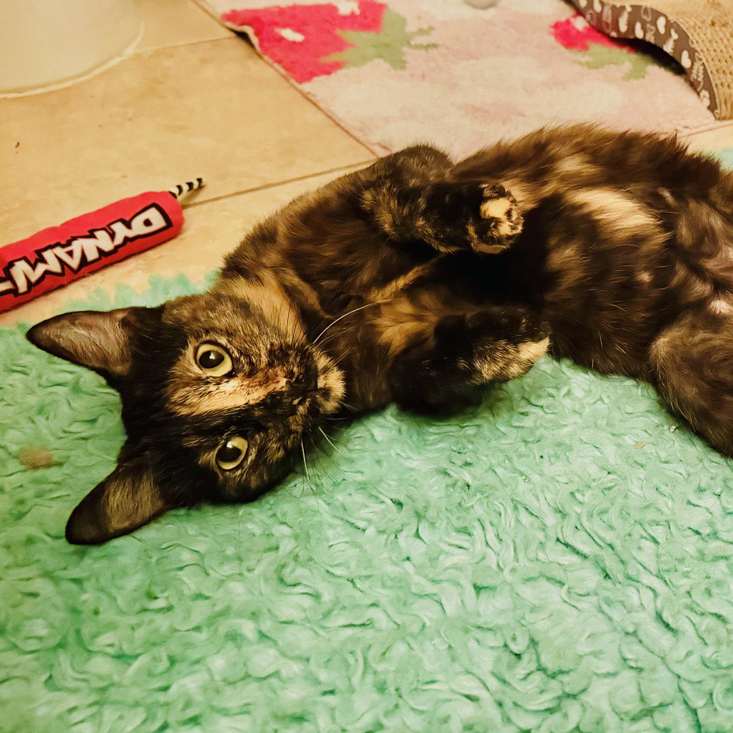 Saffron, photo 6