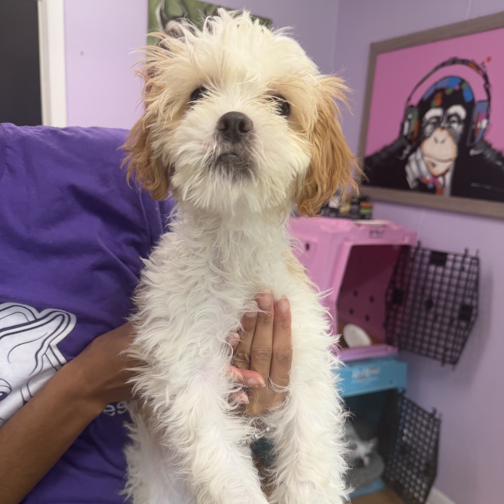 Shih Tzu