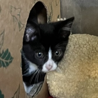 HIJINKS - Domestic Shorthair available for adoption