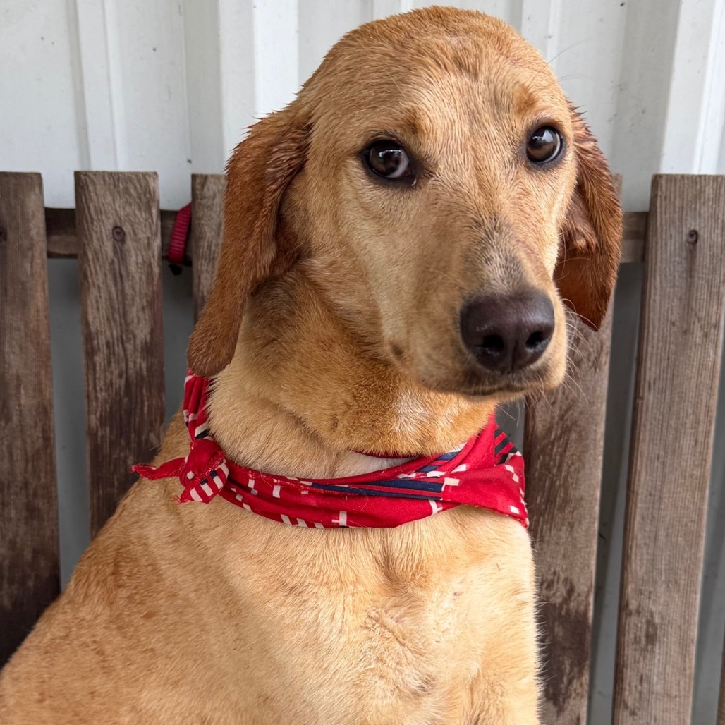 Cora, a Mixed Breed (Medium)