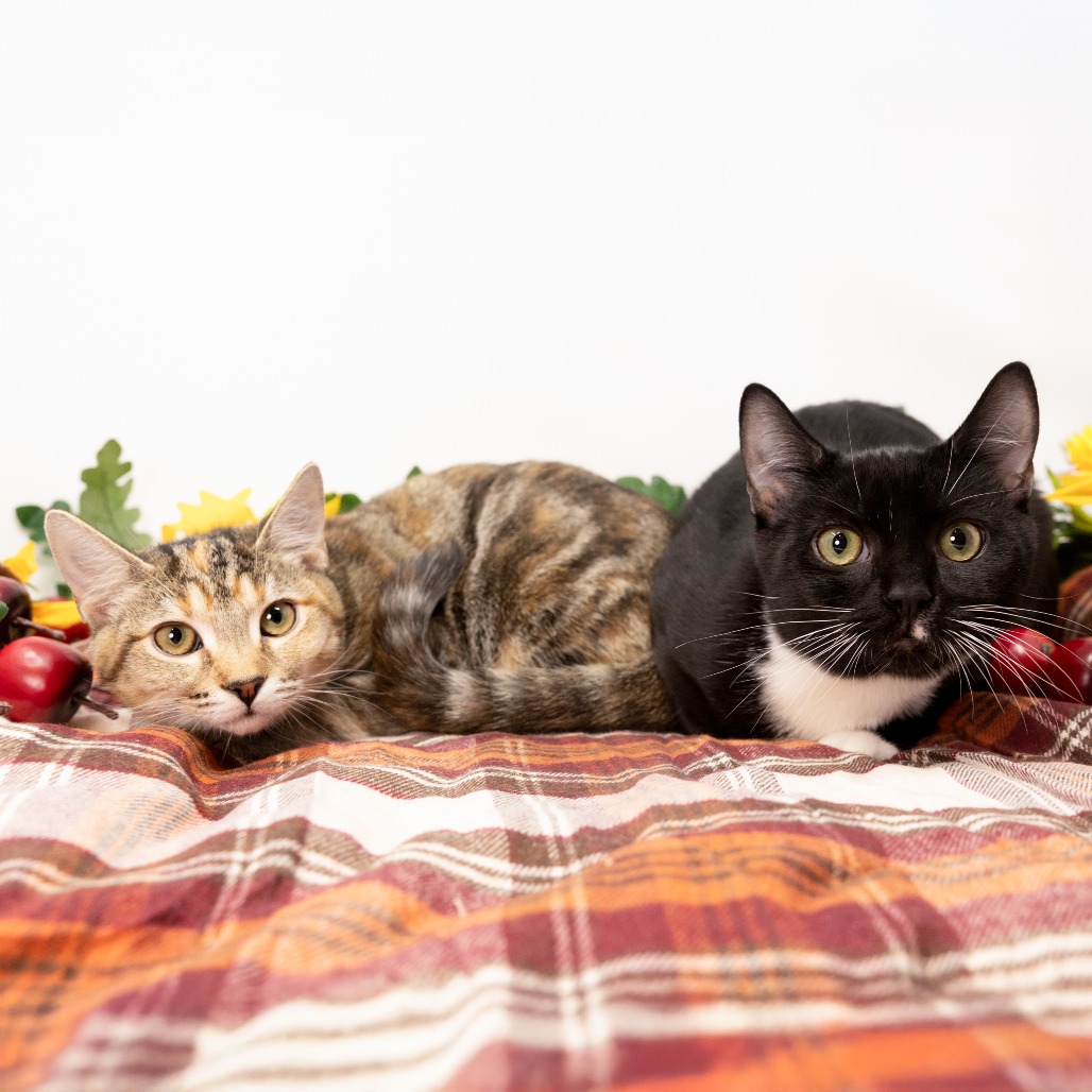 Ozzy — thumbnail 4