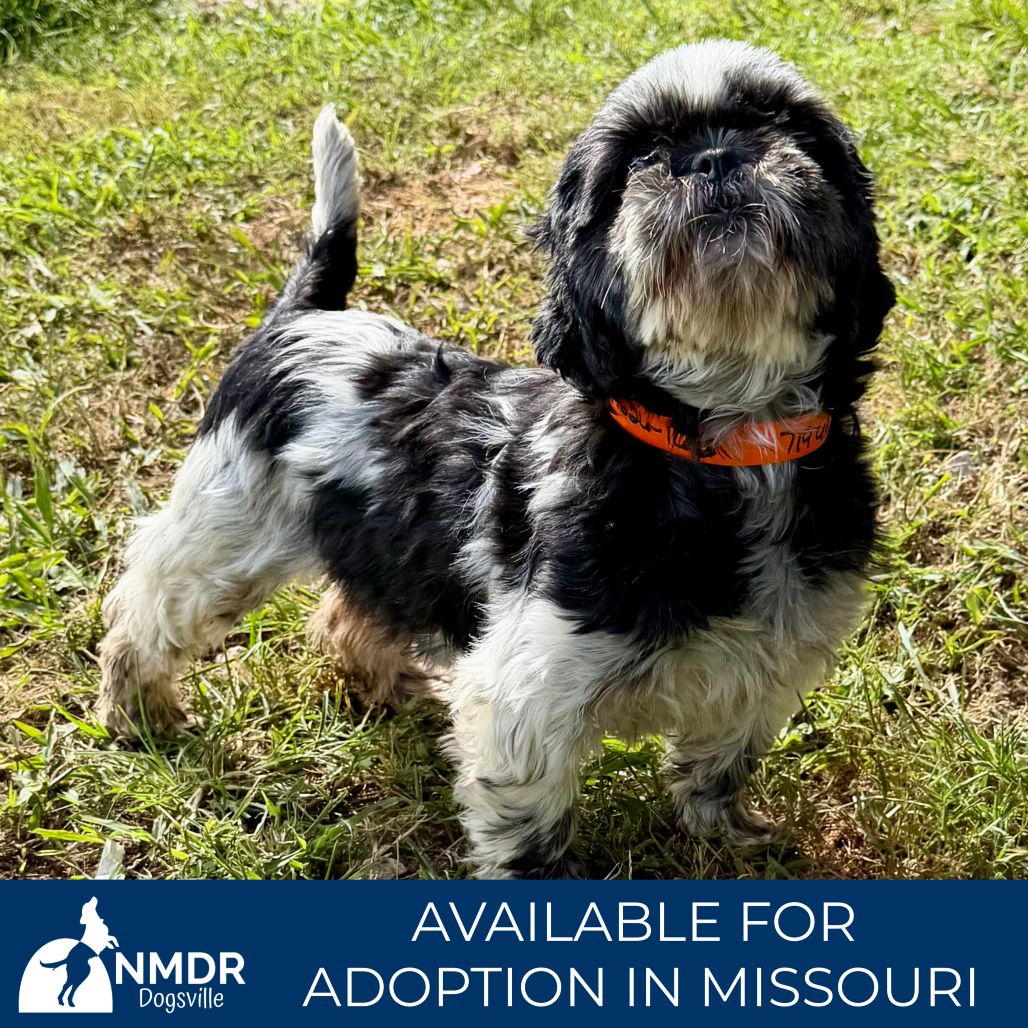 HEIDI (AG26-162) - Shih Tzu available for adoption