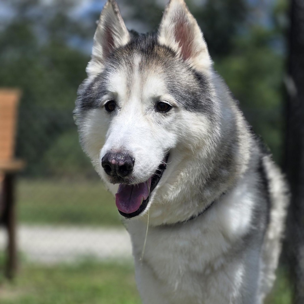 BARNEY - Mixed Breed (Large) available for adoption