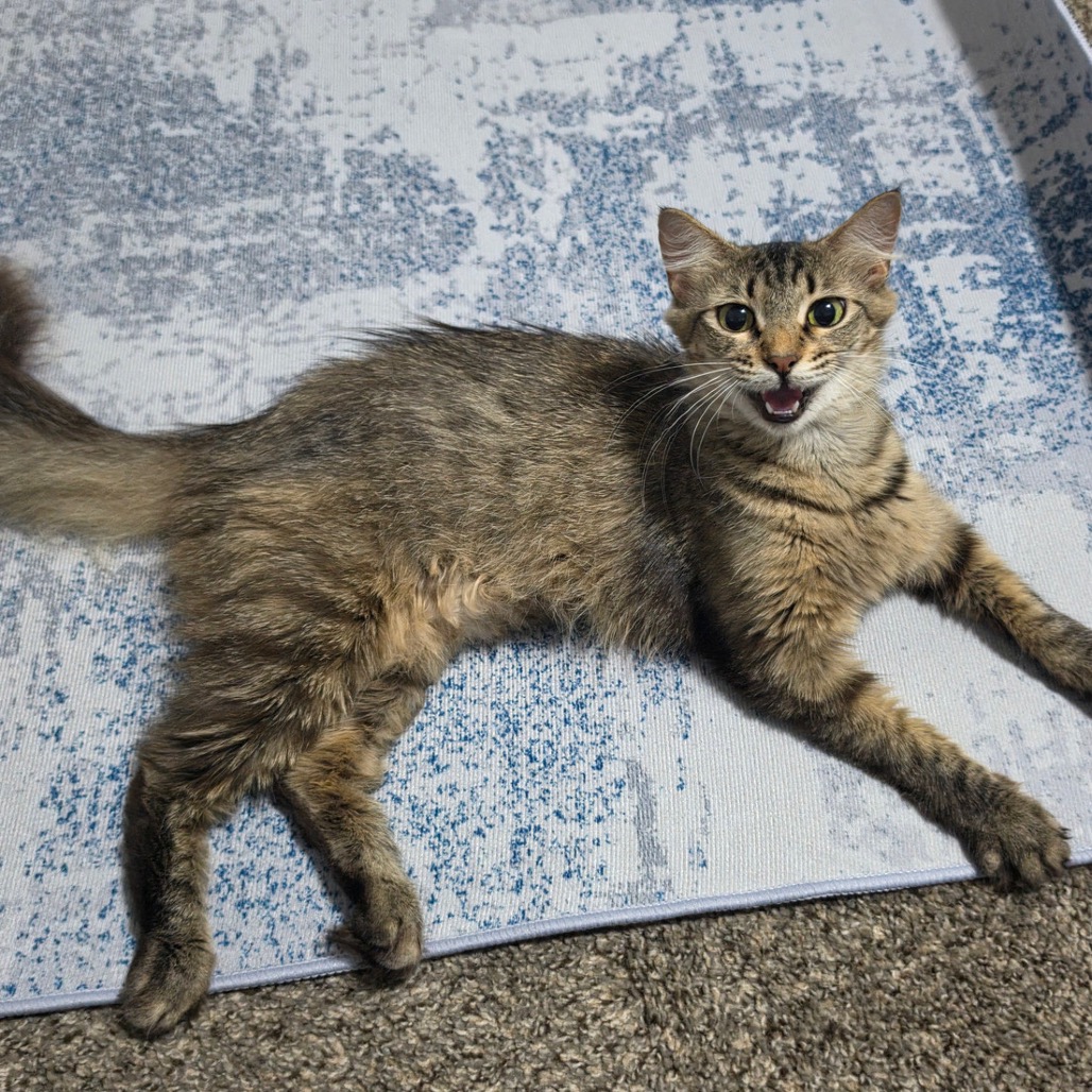 ROSIE - Domestic Shorthair available for adoption