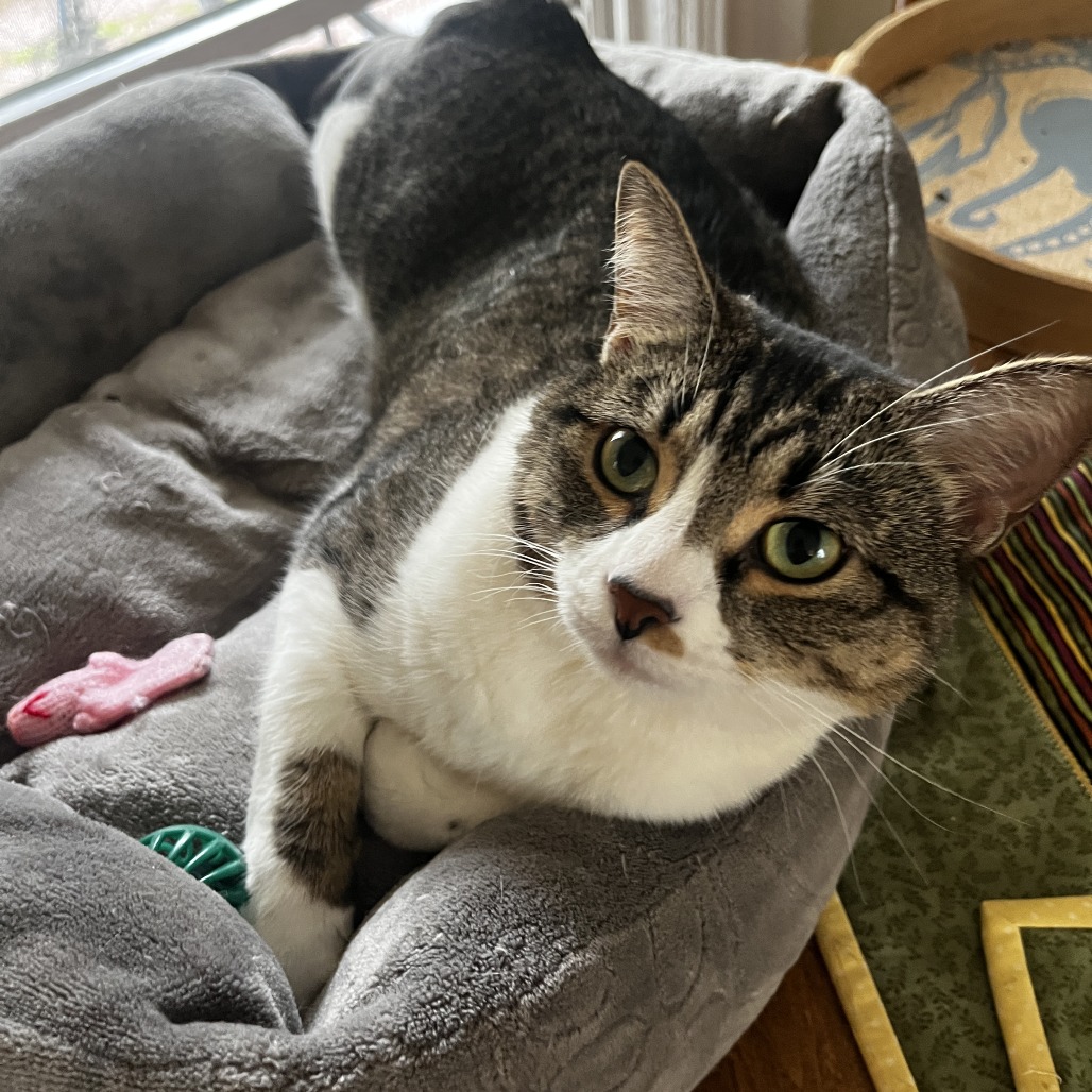 Blossom - Available from Foster
