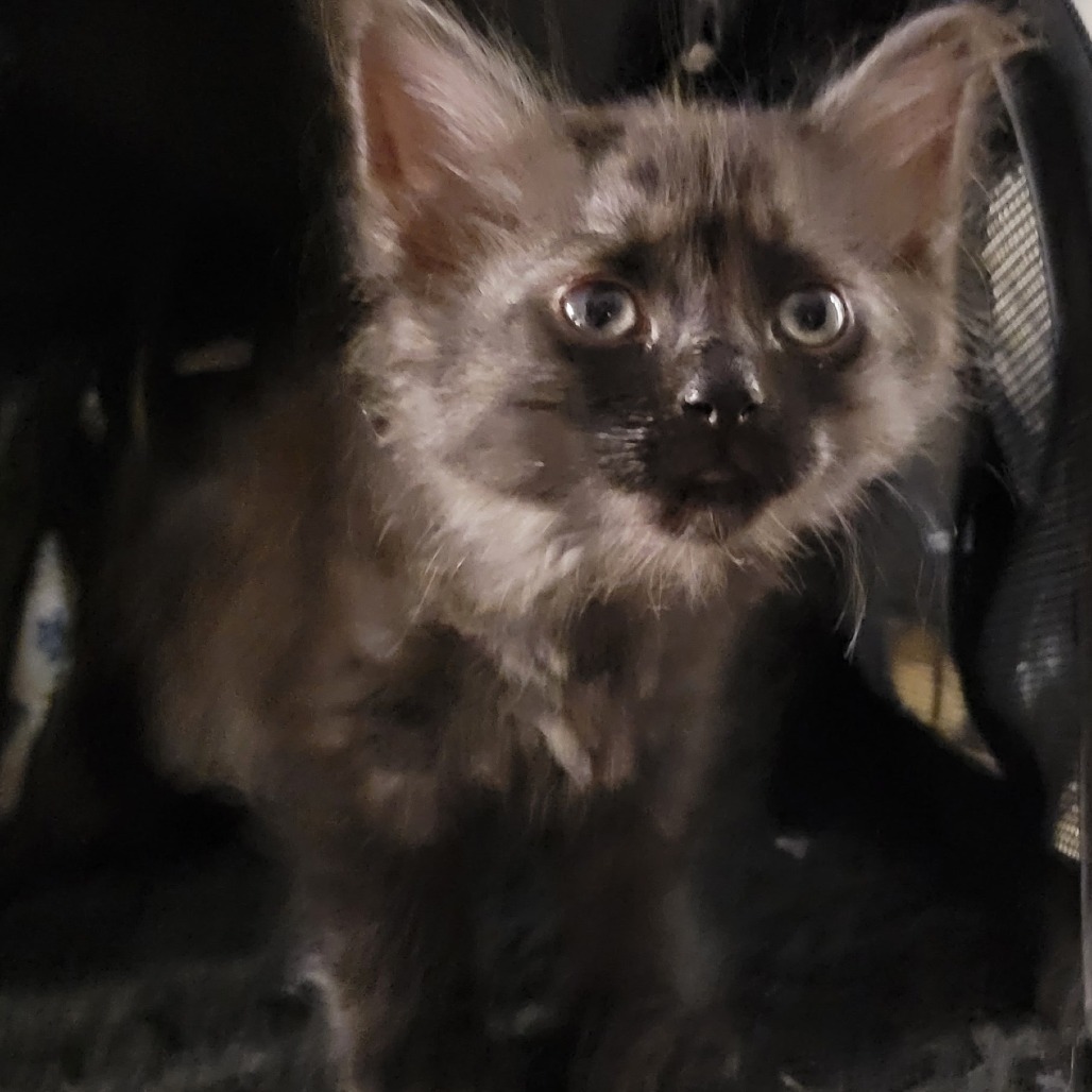 Meiosis: Female 2 Domestic Medium Hair