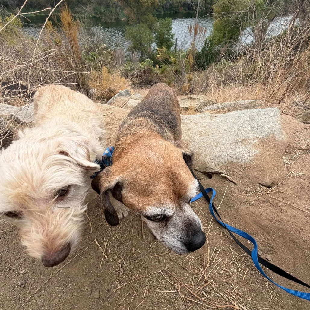 Puggle, photo 14