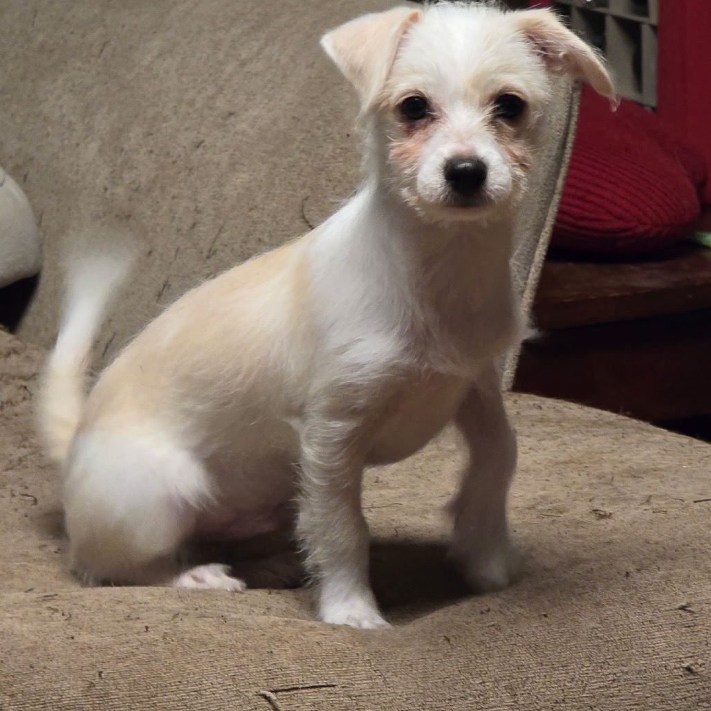 Grits, photo 8