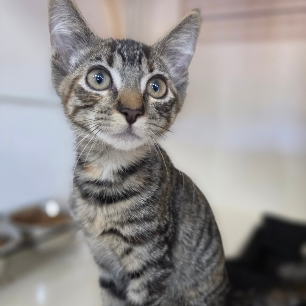 Frankie - Costa Mesa Location, photo 10