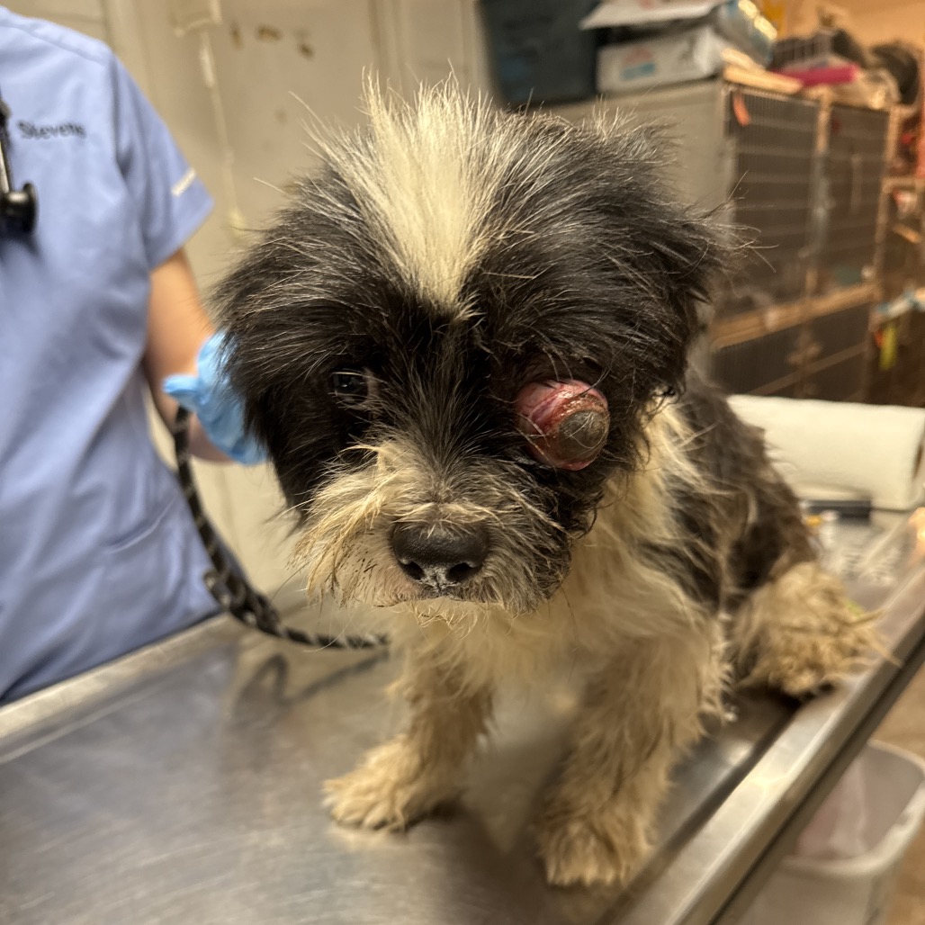CHUCHO - Terrier available for adoption